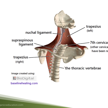 image of Trapeze Musles